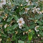 Eucryphia cordifolia Fiore