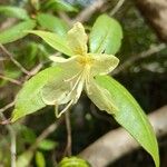 Rhododendron triflorum Flower