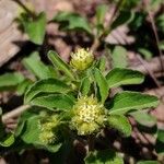 Acanthospermum australe Blomst