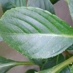 Impatiens flaccida Leaf