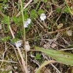 Euphrasia stricta പുഷ്പം