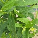 Helenium autumnale Yaprak