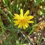 Gelasia hirsuta Flower