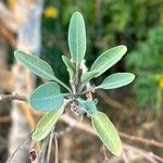 Nicotiana glauca 葉