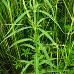 Veronica longifolia Folio