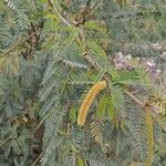 Prosopis julifloraFlower