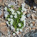 Arenaria ciliata Flor