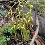 Corallorhiza trifida Blüte