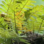 Pleopeltis polypodioides Облик