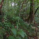 Veratrum nigrum 形態