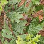 Quercus falcata Leaf