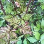 Astilbe japonica Hostoa