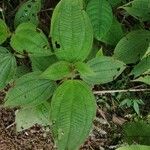 Miconia dependens Feuille