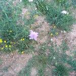 Knautia integrifolia Fula