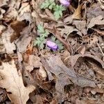 Anemone blanda Flor