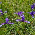 Iris sintenisii Flower