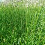 Juncus arcticus Habitat