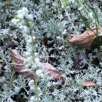 Artemisia pedemontana Leaf