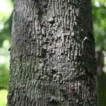 Xylopia pulcherrima Corteza