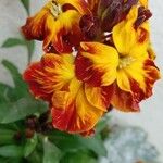 Erysimum × cheiri Flor