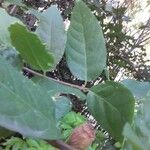 Calycanthus floridus Foglia