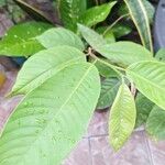 Rollinia mucosa Leaf