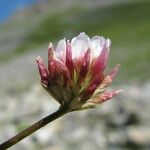 Trifolium thalii অন্যান্য