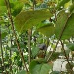 Aronia × prunifolia Kéreg/szár
