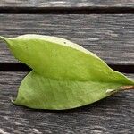 Staphylea pinnata Mbuma