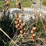 Dierama pulcherrimum Fruit
