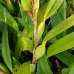 Maxillaria variabilis ᱮᱴᱟᱜ