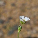 Cerastium gibraltaricum Flor