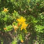 Hypericum balearicum Flor