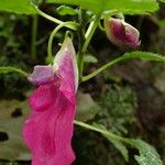 Impatiens mackeyana Flower