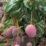 Mangifera indica ഫലം