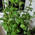 Mentha spicata Leht