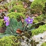 Ramonda myconiBlomst