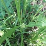Carex intumescens Kukka
