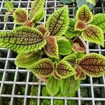 Pilea involucrata Агульны выгляд