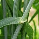 Hordeum vulgare Hoja