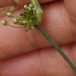 Allium oleraceum Fruit