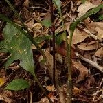 Eulophia pulchra Leaf