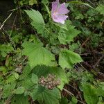 Malva alcea Leaf