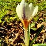 Crocus versicolor 花