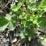 Geum rivale Bark