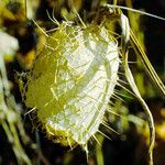 Echinocystis lobata Frucht