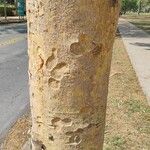 Albizia niopoides Bark