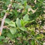 Bullockia pseudosetiflora Hoja
