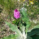 Anacamptis pyramidalisFlower