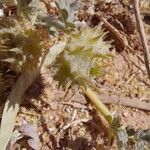 Neurada procumbens Fruit